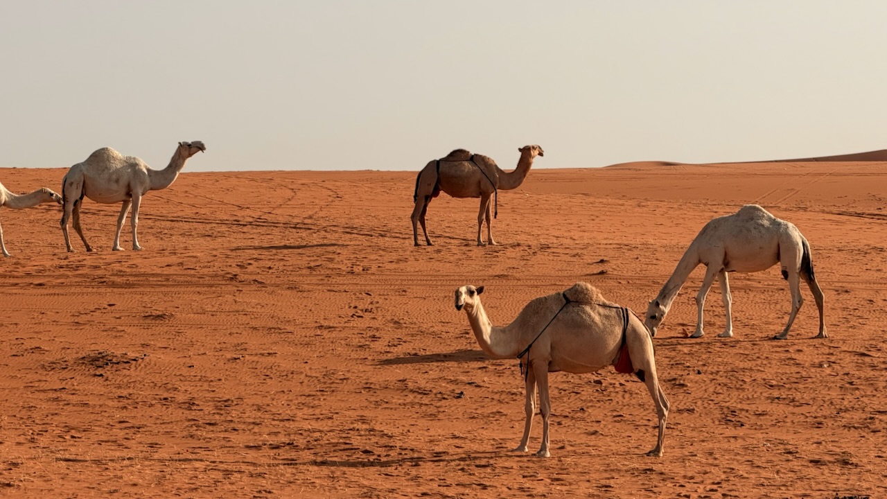 النفود